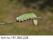 The large birch sawfly, or birch leaf–gnawer (Lat. Cimbex femoratus). The larva is very similar to a butterfly caterpillar (false caterpillar). It feeds exclusively on birch leaves. Стоковое фото, фотограф Андрей Жигальцов / Фотобанк Лори