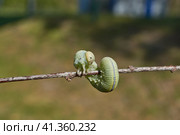The large birch sawfly, or birch leaf–gnawer (Lat. Cimbex femoratus). The larva is very similar to a butterfly caterpillar (false caterpillar). It feeds exclusively on birch leaves. Стоковое фото, фотограф Андрей Жигальцов / Фотобанк Лори