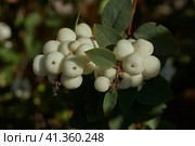 Snowberry, or snow berry or wolfberry (lat. Symphoricarpos.) - genus of deciduous shrubs, honeysuckle family (Caprifoliaceae). Autumn. Стоковое фото, фотограф Андрей Жигальцов / Фотобанк Лори