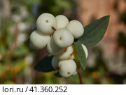 Snowberry, or snow berry or wolfberry (lat. Symphoricarpos.) - genus of deciduous shrubs, honeysuckle family (Caprifoliaceae). Autumn. Стоковое фото, фотограф Андрей Жигальцов / Фотобанк Лори