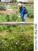 Aged man hoeing between vegetable seedlings. Стоковое фото, фотограф Яков Филимонов / Фотобанк Лори
