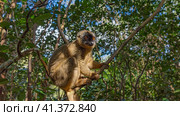 Cute common brown lemur Eulemur albifrons is sitting on a tree, holding onto a branch with its paws. Fluffy fur, bright orange eyes. Background- green foliage, blue sky. Madagascar. Vakona Forest. Стоковое фото, фотограф Вера Ивановна Кубарева / Фотобанк Лори