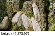 Бабочки непарного шелкопряда (Lymantria dispar) на стволе дерева. Butterflies of a gypsy moth (Lymantria dispar) on a tree trunk. Стоковое видео, видеограф Евгений Романов / Фотобанк Лори