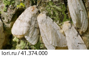 Бабочки непарного шелкопряда (Lymantria dispar) на стволе дерева. Butterflies of a gypsy moth (Lymantria dispar) on a tree trunk. Стоковое видео, видеограф Евгений Романов / Фотобанк Лори