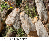 Бабочки непарного шелкопряда (Lymantria dispar) на стволе дерева. Butterflies of a gypsy moth (Lymantria dispar) on a tree trunk. Стоковое фото, фотограф Евгений Романов / Фотобанк Лори