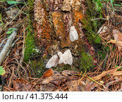 Бабочки непарного шелкопряда (Lymantria dispar) на стволе дерева. Butterflies of a gypsy moth (Lymantria dispar) on a tree trunk. Стоковое фото, фотограф Евгений Романов / Фотобанк Лори