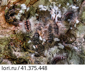 Гнездо гусениц непарного шелкопряда (Lymantria dispar) на стволе дерева. Сaterpillar nest of a gypsy moth (Lymantria dispar) on a tree trunk. Стоковое фото, фотограф Евгений Романов / Фотобанк Лори