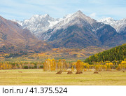 Beautiful rural autumn landscape with yellowed meadows and haystacks against background of snowy Eastern Sayan Mountains on sunny October day. Buryatia, Baikal region, Tunka Valley, Arshan. Стоковое фото, фотограф Виктория Катьянова / Фотобанк Лори