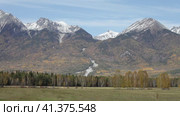 Video of herd of cows returns from pasture to  village. Rural autumn landscape with yellowed meadows against backdrop of snow-covered Eastern Sayan Mountains on October day. Buryatia, Baikal region, Tunka Valley, Arshan. Стоковое видео, видеограф Виктория Катьянова / Фотобанк Лори