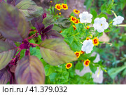 Summer flower garden in the garden. Flowers coreopsis, petunia and vegetable amaranth. Стоковое фото, фотограф Коханова Наталья / Фотобанк Лори