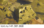 Южный Урал, лето. Головастики в горном пруду. Southern Urals, summer. Tadpoles in a mountain pond. Стоковое видео, видеограф Евгений Романов / Фотобанк Лори