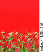 Flowers of shepherds purse on a red background. Copy space for text. Card for the holiday. Red backdrop. White shepherds purse Capsella bursa-pastoris, plant of the mustard family Brassicaceae. Стоковое фото, фотограф Юлия Петровская / Фотобанк Лори