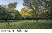 A forest clearing with lush green grass is illuminated by the sun. Nilgai antelope and axis spotted deer graze among the spreading trees. Blue sky. India. Ranthambore National Park. Стоковое фото, фотограф Вера Ивановна Кубарева / Фотобанк Лори