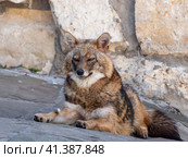 Golden jackal in nature tracks down prey, portrait. Стоковое фото, фотограф Фотограф / Фотобанк Лори