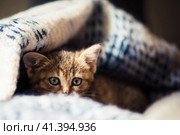 Котенок под одеялом. Стоковое фото, фотограф Анастасия / Фотобанк Лори