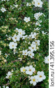 Cinquefoil shrub blooming in garden with white flowers. Стоковое фото, фотограф Ирина Кононова / Фотобанк Лори