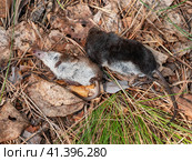 Мертвая землеройка обыкновенная (Sorex araneus) на земле. Dead common shrew (Sorex araneus) on the ground. Стоковое фото, фотограф Евгений Романов / Фотобанк Лори