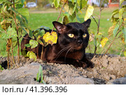 Коричневый кот. Стоковое фото, фотограф Лариса Вишневская / Фотобанк Лори