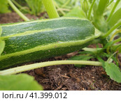 Zucchini, courgette or baby marrow, Cucurbita pepo is a summer squash, a vining herbaceous plant whose fruit are harvested when immature seeds and epicarp rind are still soft and edible. Greenhouse. Стоковое фото, фотограф Юлия Петровская / Фотобанк Лори