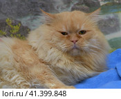 Peachy persian cat. Стоковое фото, фотограф Анна Кривицкая / Фотобанк Лори