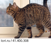 Brown tabby shorthair cat. Стоковое фото, фотограф Анна Кривицкая / Фотобанк Лори