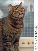 Brown tabby shorthair cat. Стоковое фото, фотограф Анна Кривицкая / Фотобанк Лори