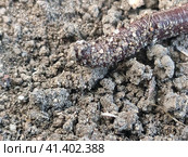 An earthworm crawls on dry ground. Стоковое фото, фотограф Andrew_Swarga / Фотобанк Лори