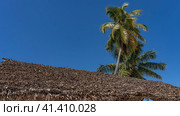 Palm trees rise above the thatched roof of the canopy against a clear blue sky. Green leaves are fluttering in the wind. Copy space. Madagascar. Стоковое фото, фотограф Вера Ивановна Кубарева / Фотобанк Лори
