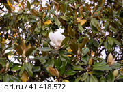 Branches of the magnolia grandiflora tree with flowers. Стоковое фото, фотограф Виктория Кольцова / Фотобанк Лори