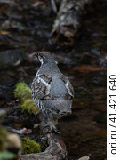 Рябчик (лат. Tetrastes bonasia) Стоковое фото, фотограф Бородкин Андрей / Фотобанк Лори