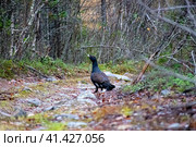 Глухарь (лат. Tetrao urogallus) в осеннем лесу. Стоковое фото, фотограф Анна Аникова / Фотобанк Лори