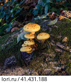 Опята Чешуйчатка золотистая (Pholiota aurivella). Королевский опенок на старом бревне. Стоковое фото, фотограф Юрий Кирсанов / Фотобанк Лори