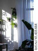 Shelves on the wall in the form of honeycombs with house plants fern, epiphyllum in the white interior of the house with shadows on the wall from the bright light from the window. Стоковое фото, фотограф Ольга Симонова / Фотобанк Лори