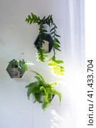 Shelves on the wall in the form of honeycombs with house plants fern, epiphyllum in the white interior of the house with shadows on the wall from the bright light from the window. Стоковое фото, фотограф Ольга Симонова / Фотобанк Лори