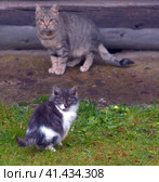 Abandoned homeless kittens on the street. Стоковое фото, фотограф Анна Кривицкая / Фотобанк Лори