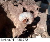 rhinoceros beetle, Rhino beetle larvae on rotten wood stump. Стоковое фото, фотограф Леонид Еремейчук / Фотобанк Лори