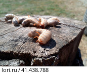 Rhino beetle larvae on an old wood stump. Large larvae of rhinoceros beetle. rhinoceros beetle. Стоковое фото, фотограф Леонид Еремейчук / Фотобанк Лори