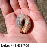 rhinoceros beetle, Rhino beetle larvae in a mans hand. Large beetle larva. Стоковое фото, фотограф Леонид Еремейчук / Фотобанк Лори