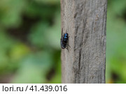 Large black fly on a blackboard. Insect Diptera. Стоковое фото, фотограф Леонид Еремейчук / Фотобанк Лори