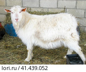Goats in the household. Mini goat farm. Стоковое фото, фотограф Леонид Еремейчук / Фотобанк Лори