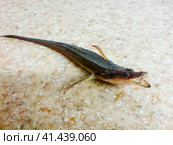 Fish needle. thin fish in the black sea. Стоковое фото, фотограф Леонид Еремейчук / Фотобанк Лори