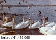 Swans in the pond. A flock of swans. Стоковое фото, фотограф Леонид Еремейчук / Фотобанк Лори