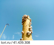 colony of snails on an iron gas pipe. Snails bask in the sun. Mating of snails. Стоковое фото, фотограф Леонид Еремейчук / Фотобанк Лори
