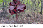Лесная белка на кормушке в парке (Sciurus vulgaris). Россия, город Москва, Битцевский лесопарк (2023 год). Стоковое видео, видеограф Щеголева Ольга / Фотобанк Лори