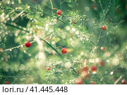 Asparagus plant with red berries in dew drops. natural background, relaxation. Стоковое фото, фотограф Ольга Ильина / Фотобанк Лори