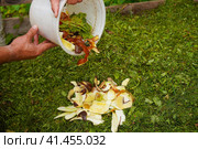 Ecology compost supply - kitchen waste recycling in backyard composter. Environmentally friendly lifestyle. The man throws leftover vegetables from the bowl. Стоковое фото, фотограф Ирина Старикова / Фотобанк Лори