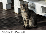 Grey motley homeless street cat with squinting eyes is sitting on the wooden grating in the park. Homeless or domestic animals concept. Серый пестрый бездомный уличный кот с прищуренными глазами сидит на деревянной решетке в парке. Концепция бездомных или домашних животных. Стоковое фото, фотограф Дмитрий Березнев / Фотобанк Лори