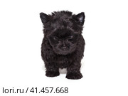 Small black Yorkshire Terrier puppy. Стоковое фото, фотограф Okssi / Фотобанк Лори