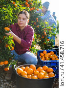Portrait of smiling woman harvesting tangerines on organic plantation. Стоковое фото, фотограф Яков Филимонов / Фотобанк Лори