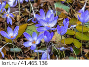 Осенние крокусы в "Аптекарском огороде", Москва. Стоковое фото, фотограф Владимир Сергеев / Фотобанк Лори